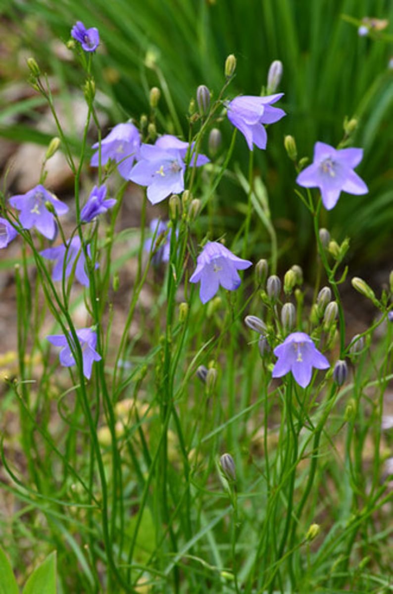 <p>liten blåklocka</p>