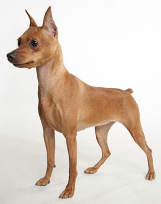 <p>miniature pinscher</p>