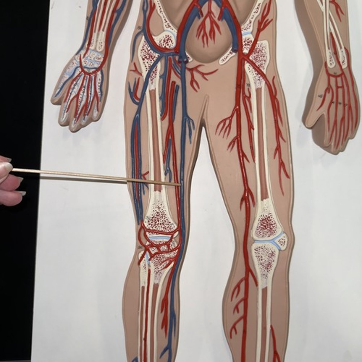 <p>Identify the structure.</p>