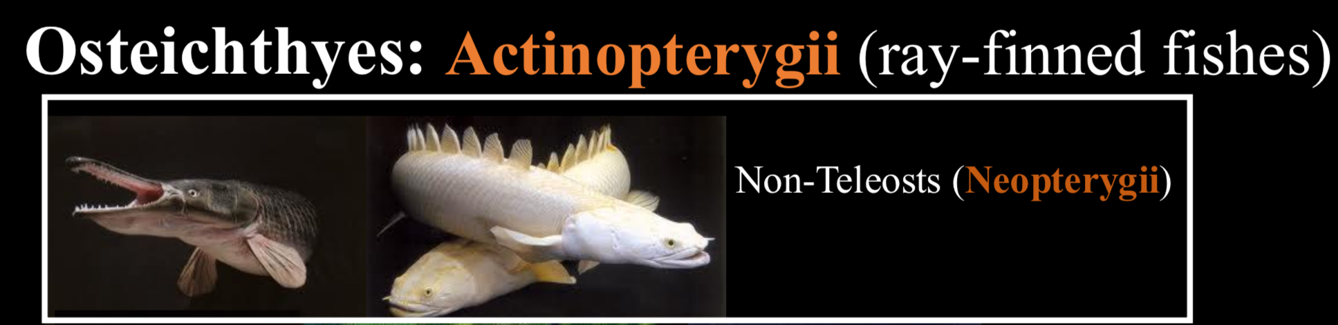 <p>gar, reed fish, bowfin (Actinopterygians; Neopterygii)</p><p>Also found in lungfish (Sarcopterygians)</p>