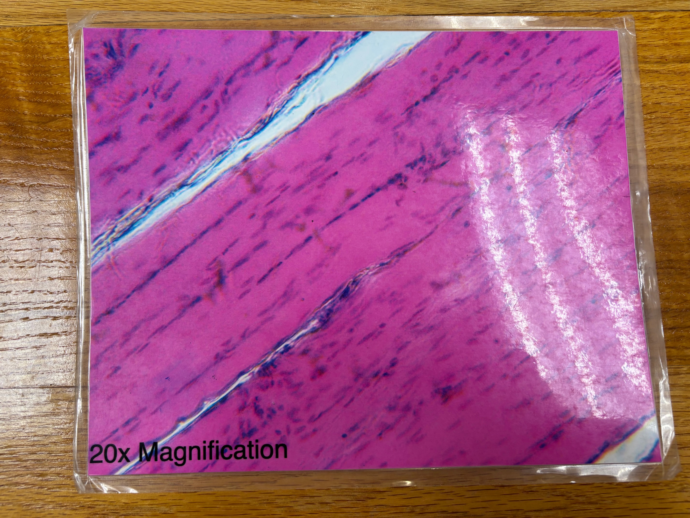 knowt flashcard image
