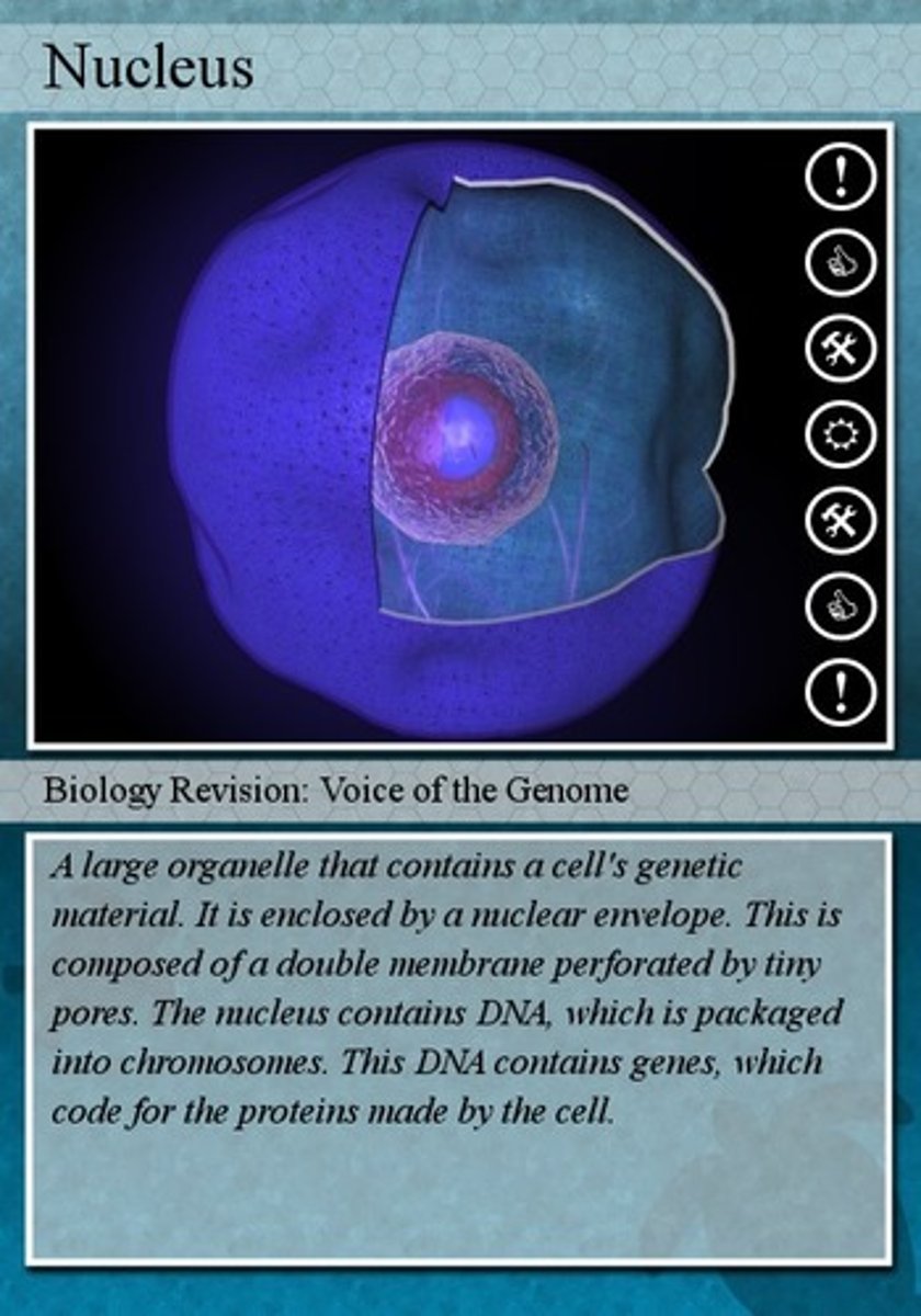 <p>Directs all cellular activities, has DNA</p>