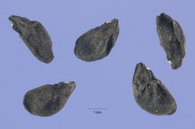 Allium vineale
