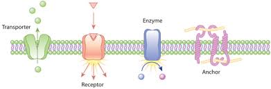 <p><strong>play a critical role in cell-cell interactions, nutrients and metabolite transport as well as translation of extracellular signals into intracellular responses</strong></p>