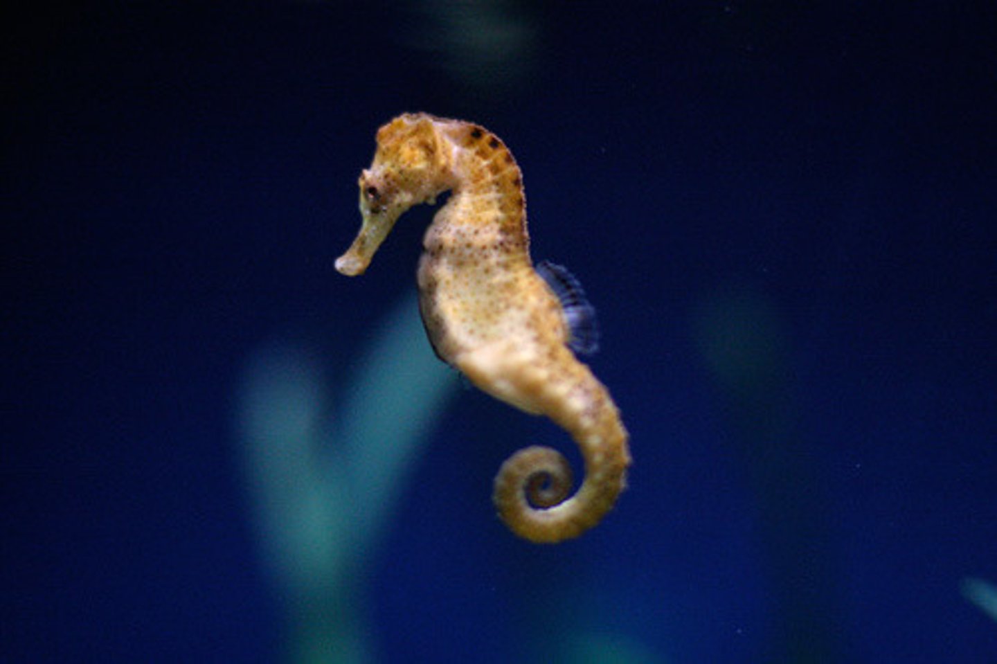 <p>Seahorses</p>