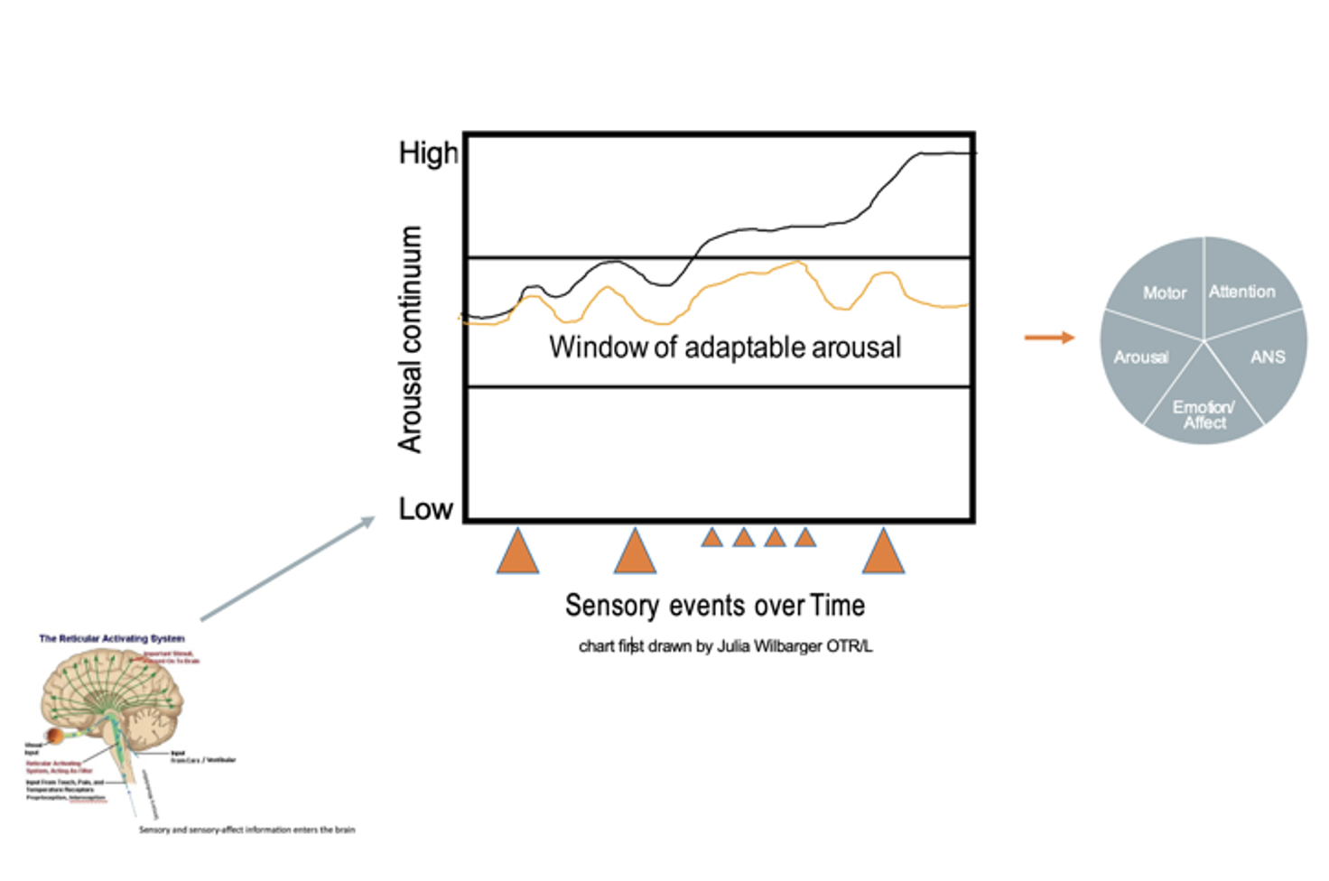 <ul><li><p>Sensory events (aka sensory stimuli/experiences) impact our arousal, which influences regulatory capacities</p></li><li><p>How each individual responds to the same sensory event varies based on their nervous system (orange line: someone able to maintain adaptable arousal, black line: person who becomes overstimulated and is in a high arousal state → more stimulation can causes a shutdown state)</p></li></ul>