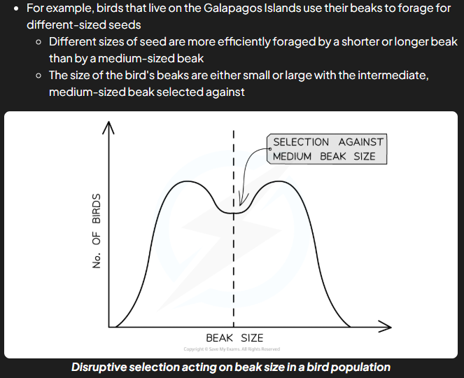 <p>natural selection that maintains high frequencies of two diff sets of alleles e.g. individuals with intermediate phenotypes/alleles are selected against e.g. galapagos birds</p>