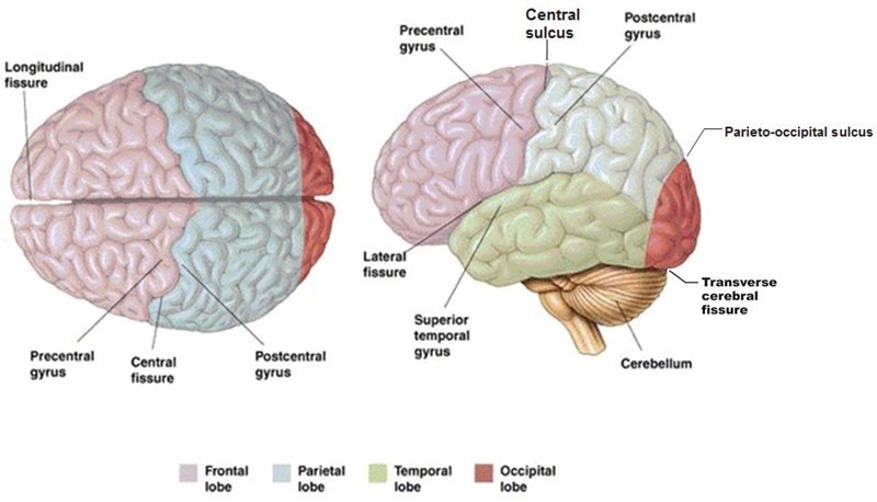 <p>What are gyri, sulci and fissures?</p>