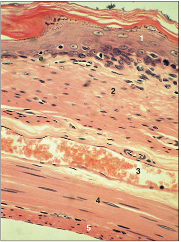 <p>Identify the structure:</p><p>Specie:</p><p>Parts:</p><p>1.__ 2.__ 3.__ 4.__ 5.__</p><p>Stain used:</p>