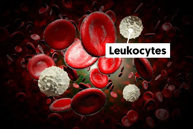 <p>Leukocytes (White blood cells)</p>