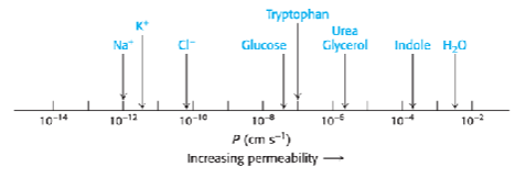 <p>Membrane permeability rules: what can cross easily?</p>