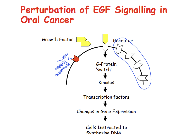 <p>an increased number of EGF receptors, increased signalling through G proteins switches such as ras, PI3, causing more DNA synthesis</p>