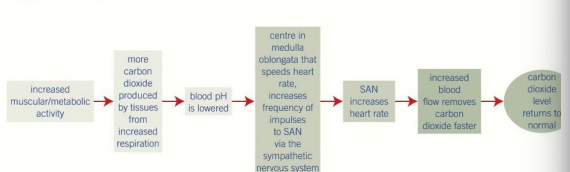 <ul><li><p><strong>Chemical receptors</strong> located in the <strong>aorta</strong>, <strong>carotid arteries</strong>, and the <strong>medulla oblongata</strong> itself.</p></li><li><p>Detect changes in blood <strong>pH</strong>, <strong>carbon dioxide levels</strong>, and <strong>oxygen levels</strong>.</p></li><li><p><strong>High CO₂ / low pH</strong> (acidic blood, e.g., during exercise) signals the medulla oblongata to <strong>increase</strong> heart rate (via sympathetic nerves) to speed up CO₂ removal and O₂ delivery.</p></li><li><p><strong>Low O₂</strong> also signals an increase in heart rate.</p></li></ul><p></p>