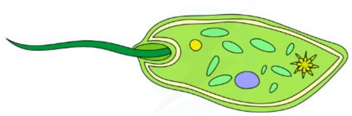 <p>Similar to cilia in structure but made of larger micro-tubules</p>