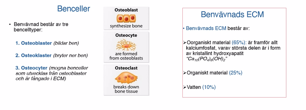 <p>1.<strong> Benceller </strong>10%</p><ul><li><p>Osteoblaster- bildar ben</p></li><li><p>Osteoklaster- bryter ner ben</p></li><li><p>osteocyter- mogna benceller</p></li></ul><p>2. <strong>Benvävnads ECM</strong> 90%</p><ul><li><p>oorganiskt material (65%)</p><p>-Kalciumfosfat, HA Hydroxyapatit</p></li><li><p>organiskt material (25%)</p></li><li><p>vatten(10%)</p></li></ul><p></p><p></p><p></p>