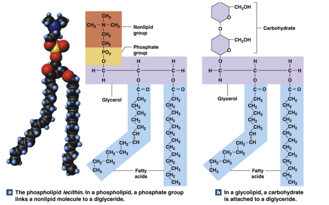 <ul><li><p>Key functions:</p><ul><li><p>Cell membrane structure/ function (phospholipid bilayer)</p></li><li><p>transport of other lipids</p></li></ul></li><li><p>both have glycerol with 2 fatty acids (unsaturated and saturated): <strong>diglyceride</strong></p></li><li><p>Phospholipids = diglyceride, phosphate group, and nonlipid group</p></li><li><p>Glycolipids = diglyceride, carbohydrate (sugar)</p></li><li><p>Amphipathic: partially hydrophobic and hydrophilic</p></li></ul><p></p>