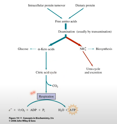 <p>Proteinas ingresan por la dieta:</p><p>Van al hígado, donde van a ser metabolizadas.</p><p>Desaminación o oxidación por transaminación. Los aminoácidos se degradan:</p><ul><li><p>Alfa ceto ácido, esqueleto carbonado. Ingresan al ciclo de krebs, y van a ser utilizados fosforilación oxidativa y síntesis de ATP</p></li><li><p>Grupo amino (excretado como amonio en el ciclo de la urea)</p></li></ul><p></p>