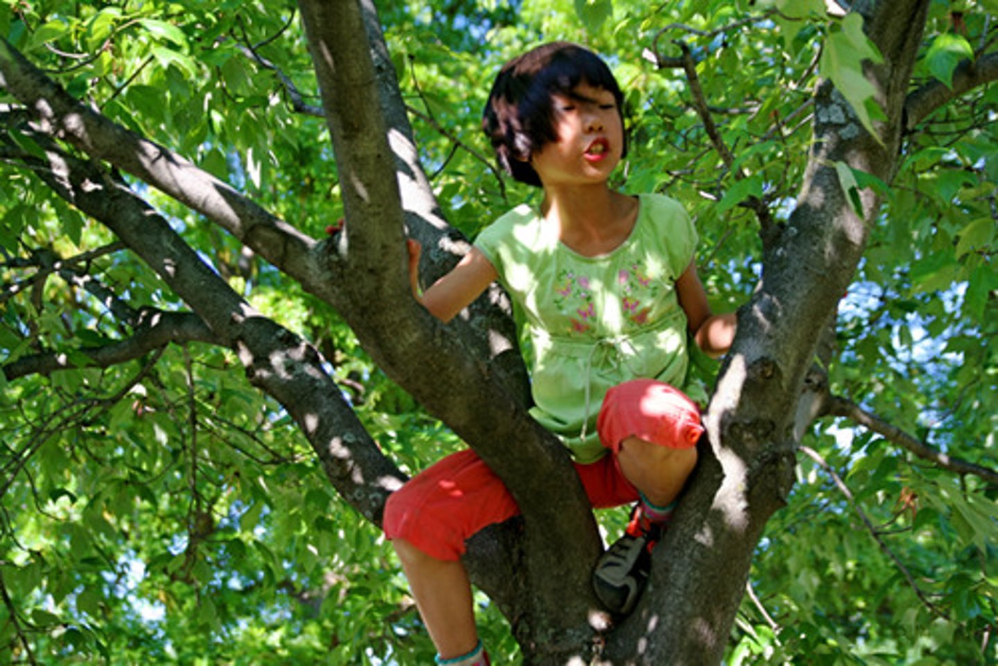 <p>I used to climb trees</p>