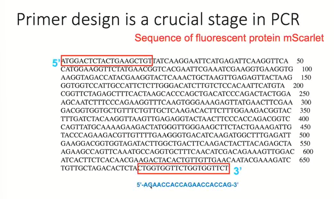<ul><li><p>5’ end: ATG is the start codon</p></li><li><p>3’ end: TCT is the stop codon</p></li><li><p>We want to design primers to amplify the entire sequence</p></li><li><p>The first primer (at the start sequence) can be used directly on the template since it goes in the 5’-3’ direction, and the primer needs to go in this direction as well</p></li><li><p>The second primer (at the end sequence) cannot transcribe the sequence since it is going in the 3’-5’ end. Because of this, <strong>the second primer must be a <mark data-color="#f3ea2b" style="background-color: rgb(243, 234, 43); color: inherit;">reverse complement</mark></strong></p></li><li><p><strong>This means that we need to take the sequence, and obtain the complementary sequence UNINVERTED</strong></p></li></ul><p></p>