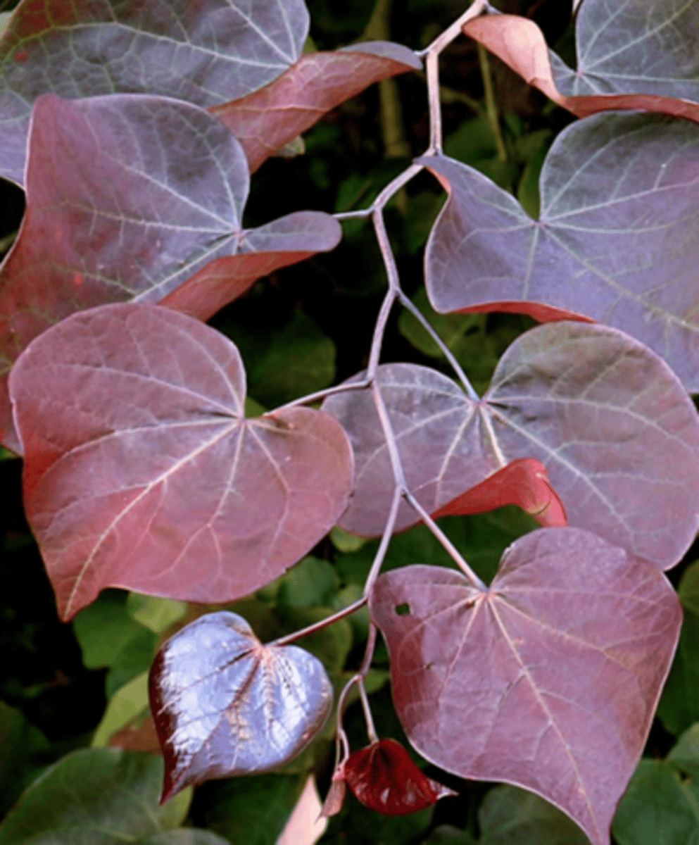 <p>Eastern redbud</p>