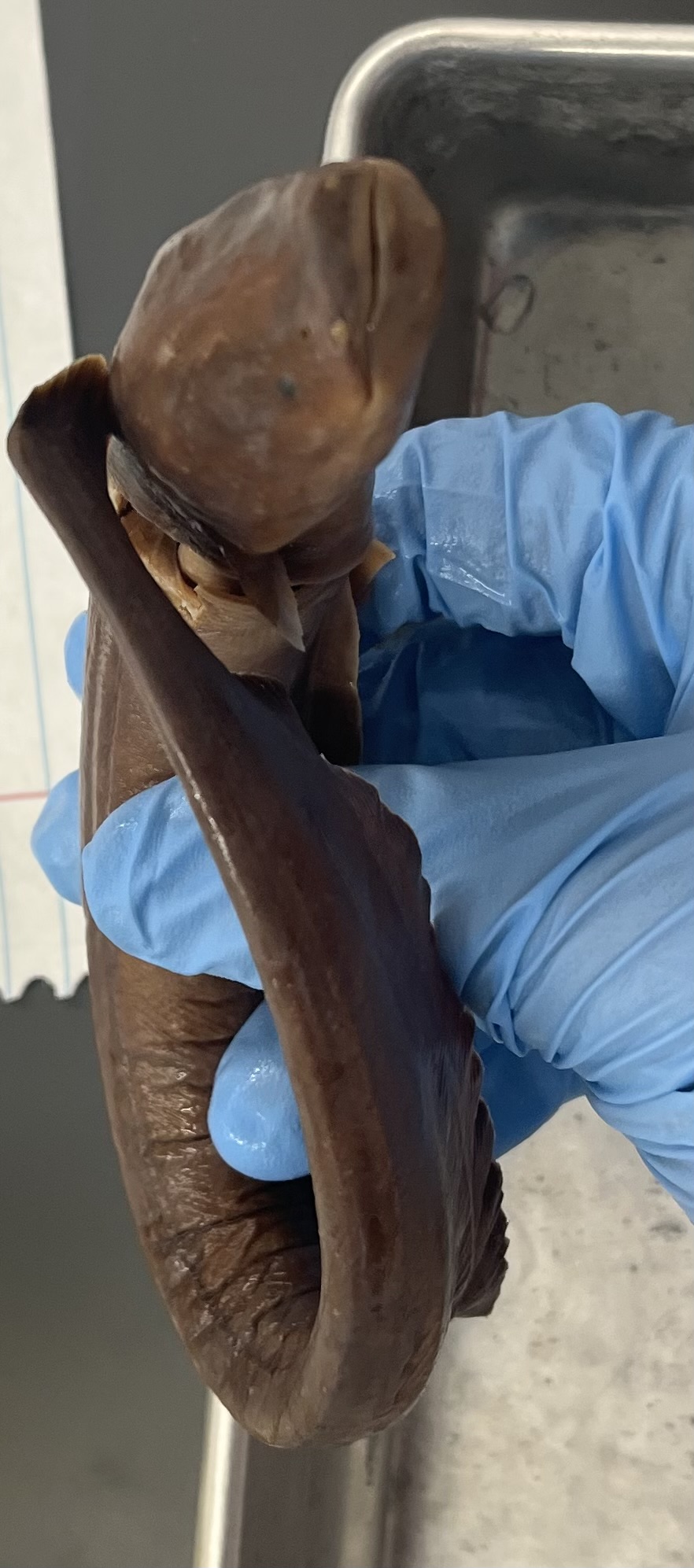 <p>No dorsal fin</p><p>Anal fin is the length of the body</p><p>Tiny eyes</p><p>Blunt nose</p><p>Bumps on the side of the face</p>
