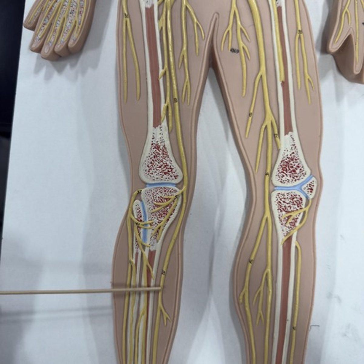 <p>Identify the nerve.</p>