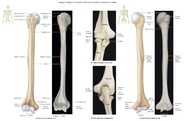 <p>Humerus</p>