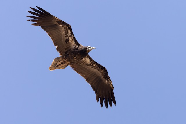<p>Cinereous Vulture</p>
