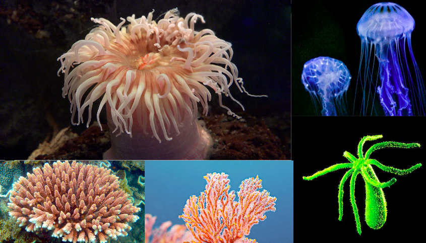 <p>Cnidaria</p>