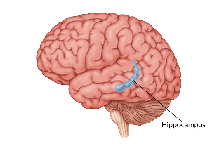 <p>hippocampus</p>