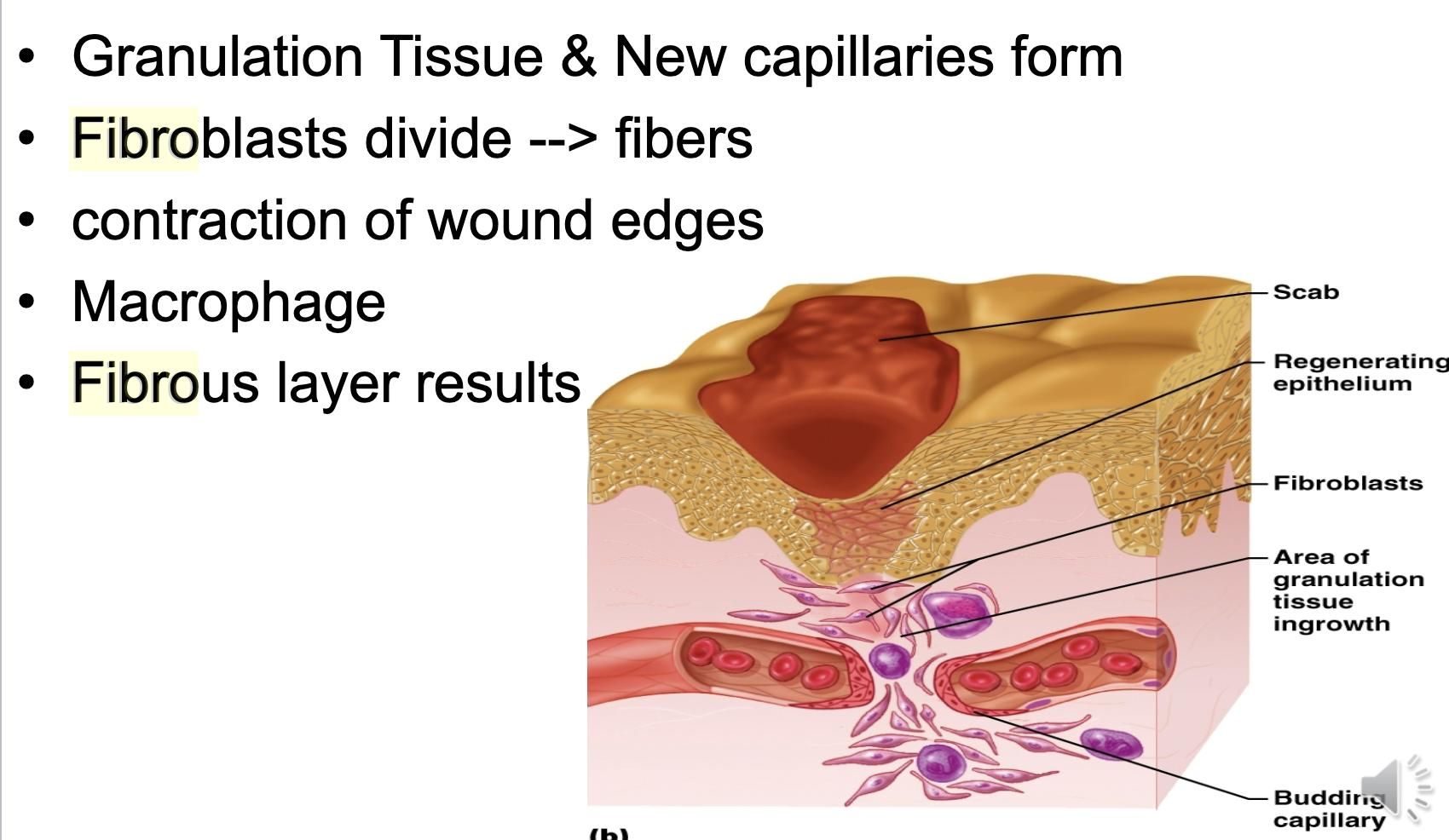 <p>stages, multiple cells, new tissue forms</p>
