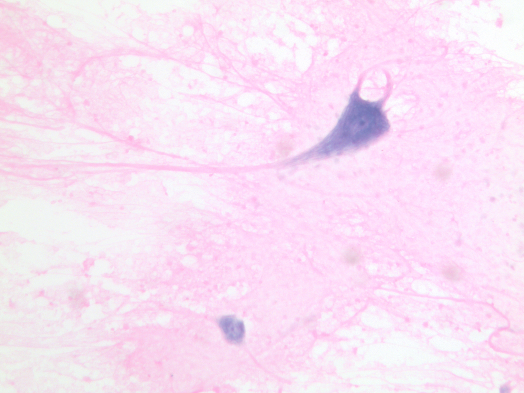 <p>what kind of tissue is this?</p>