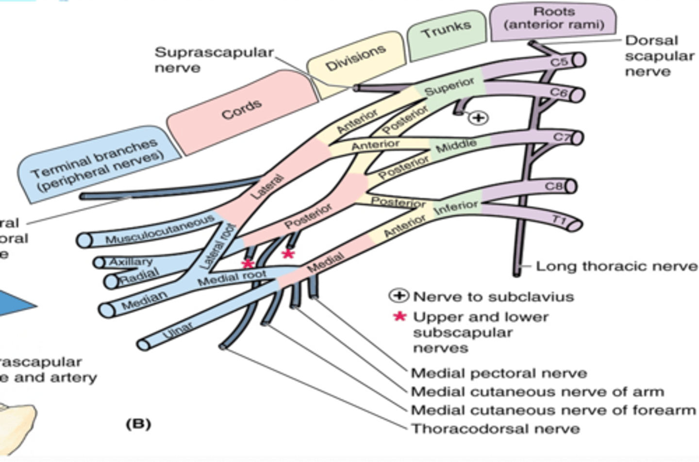 <p>anterior rami of C5 - T1 that pass through anterior and middle scalene muscles.</p>