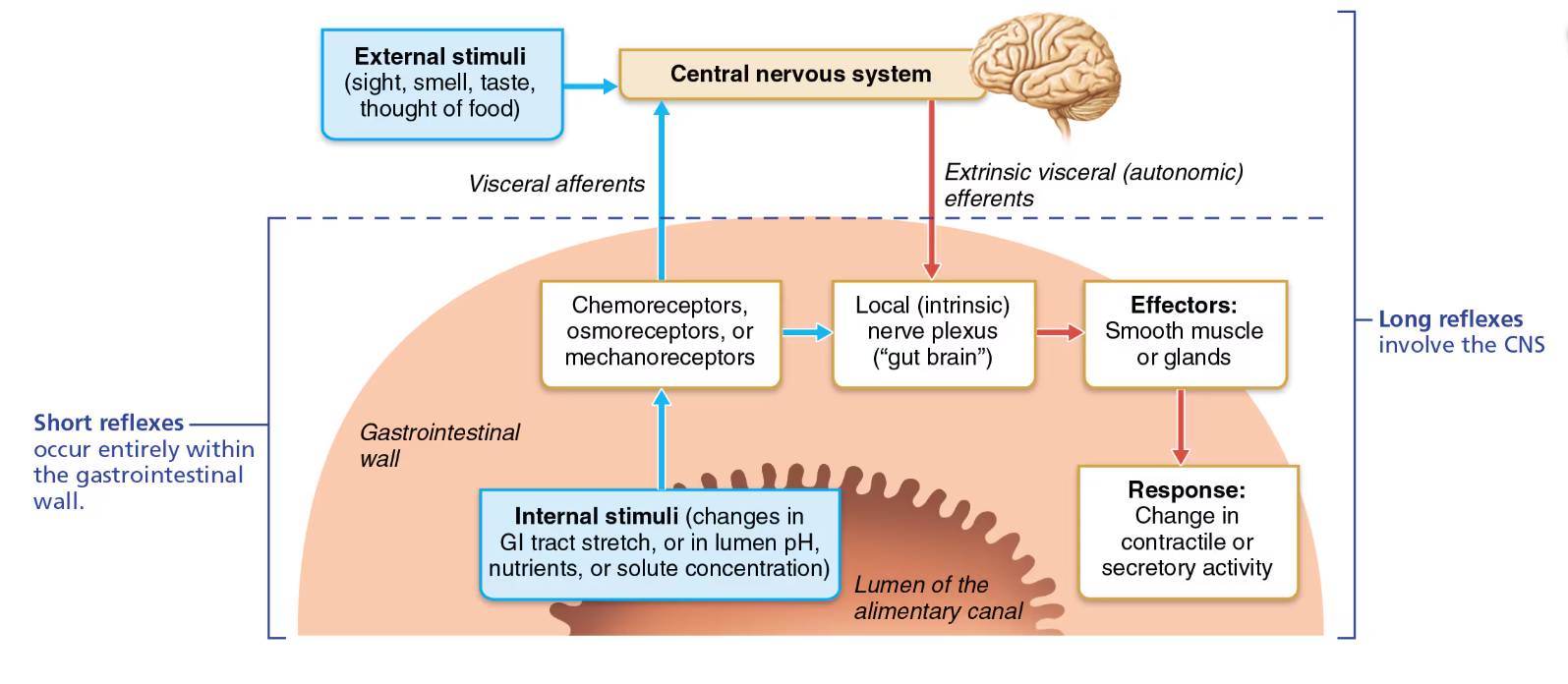 <ul><li><p>in response to stimuli inside (internal) or outside(external) the GI tract</p><ul><li><p>involve CNS centers and autonomic nerves</p></li><li><p>Because GI tract can’t act independently of the body, thus we need long reflexes</p></li><li><p>NS controls digestive activity via extrinsic controls</p></li></ul></li></ul><p></p>