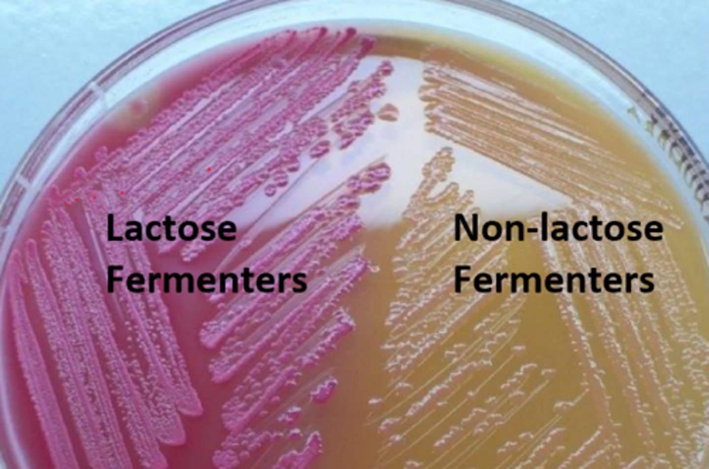 <p>Escherichia</p><p>Klebsiella</p><p>Enterobacter </p>