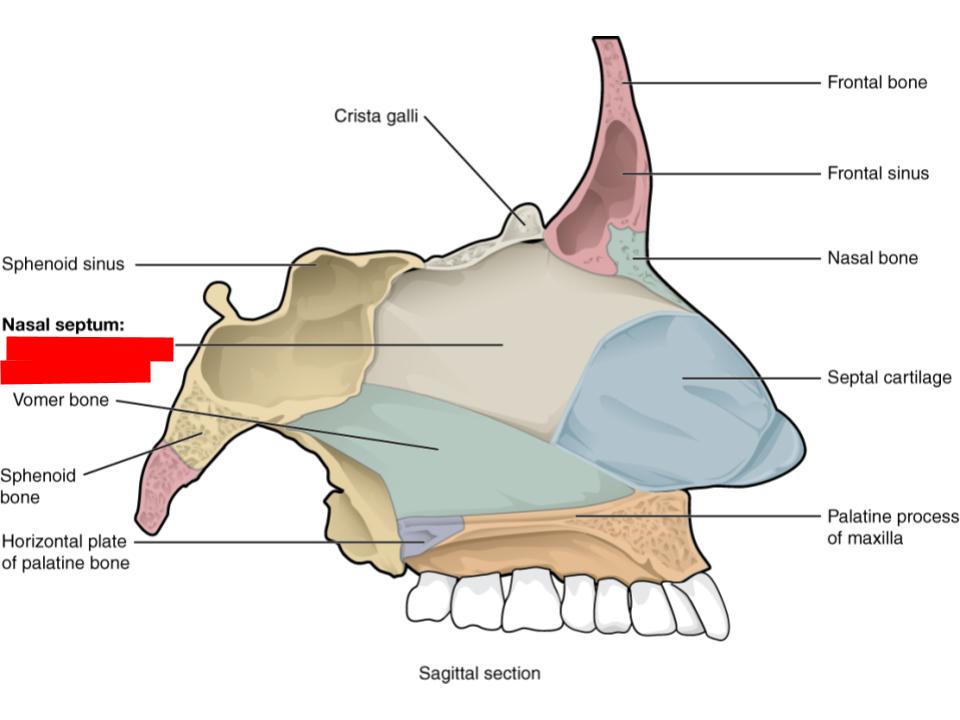 <p>nasal septum</p>