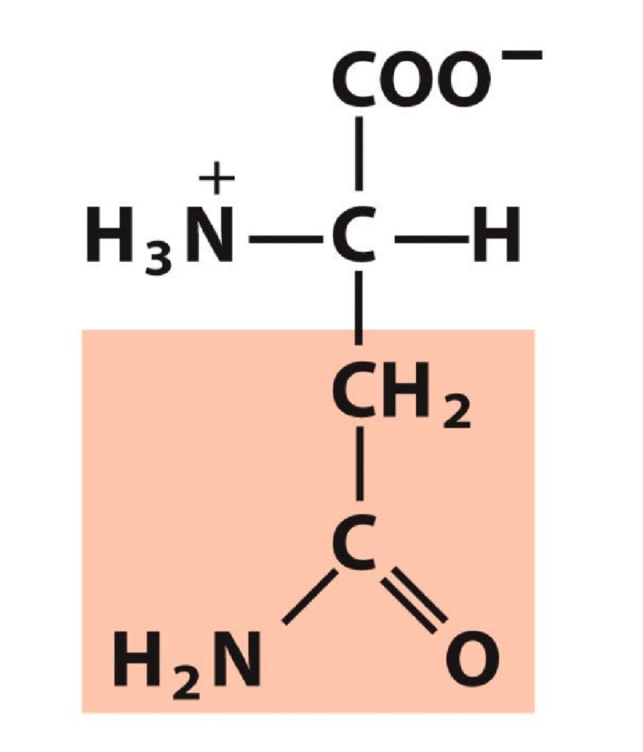 <p>Polar uncharged</p>