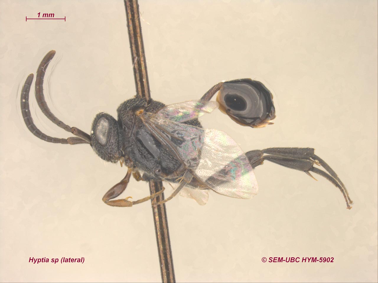 <p>short and stout<br>gaster disc shaped</p>