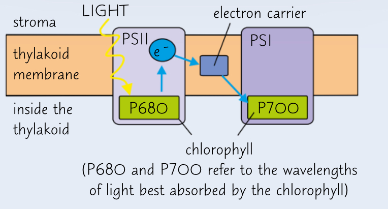 <ul><li><p>Light energy is absorbed by PSII.</p></li><li><p>Light energy excites electrons in chlorophyll.</p></li><li><p>Electrons move to a higher energy level.</p></li><li><p>These high-energy electrons move along the electrons transport chain to PSI.</p></li></ul>
