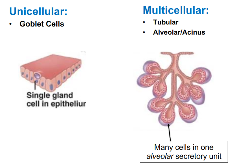 <ol><li><p>Unicellular → goblet cell</p></li><li><p>Multicellular → Tubular, Alveolar/Acinus </p></li></ol><p></p>