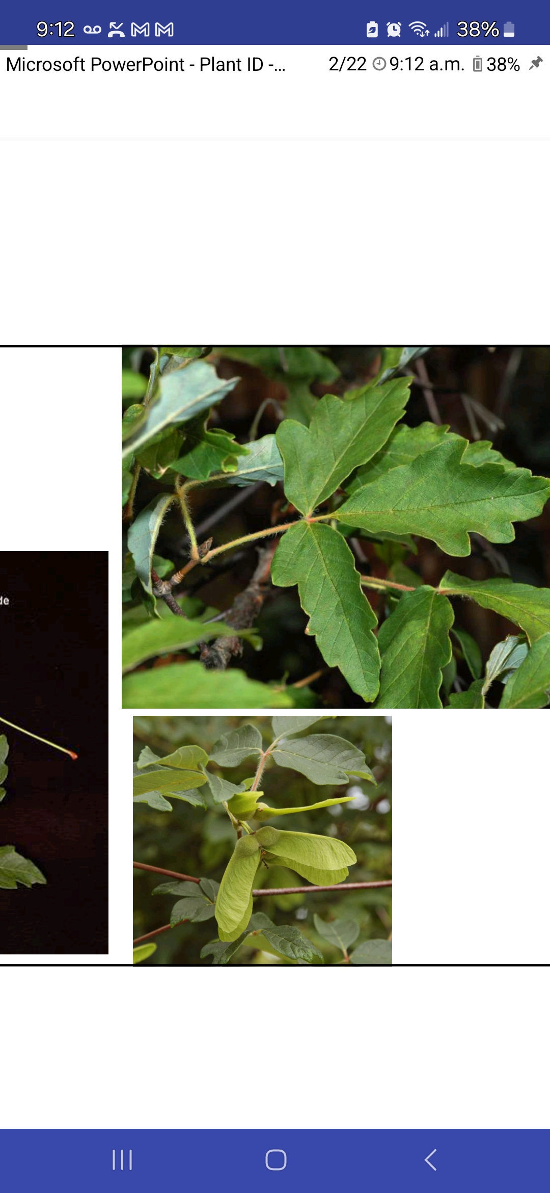 <p>Paperbark maple</p>