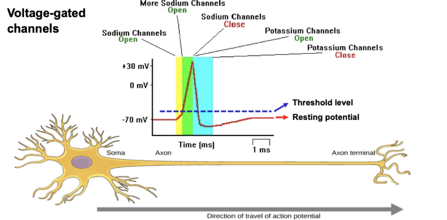 <p>resting inner nerve muscle membrane is -70mV → negative membrane potential</p><p>influx of positive ions (after ligand binding opens channel) depolarizes cell → this permits propagation of AP along axon.</p><p>AP activates (opens) intracellular Ca2+ channels, resulting in muscle contraction</p><p>eventually, the efflux of Na+ or influx of Ca2+ re-polarizes the membrane (back to resting negative membrane potential)</p><p>Therefore, Facilitate <strong>fast, direct signaling</strong> at synapses. Play a role in processes like <strong>excitation</strong> (e.g., dpolarization by Na⁺ influx) and <strong>inhibition</strong> (e.g., re-polarization by Cl⁻ influx).</p>