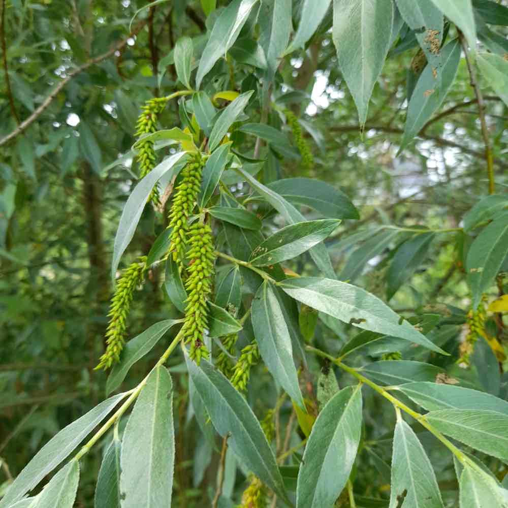 <p>Salix alba</p>