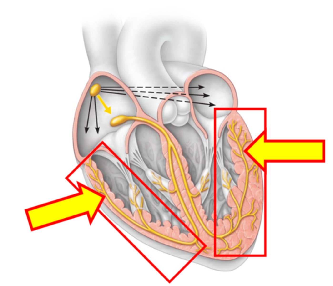 <p>Name the structure.</p>