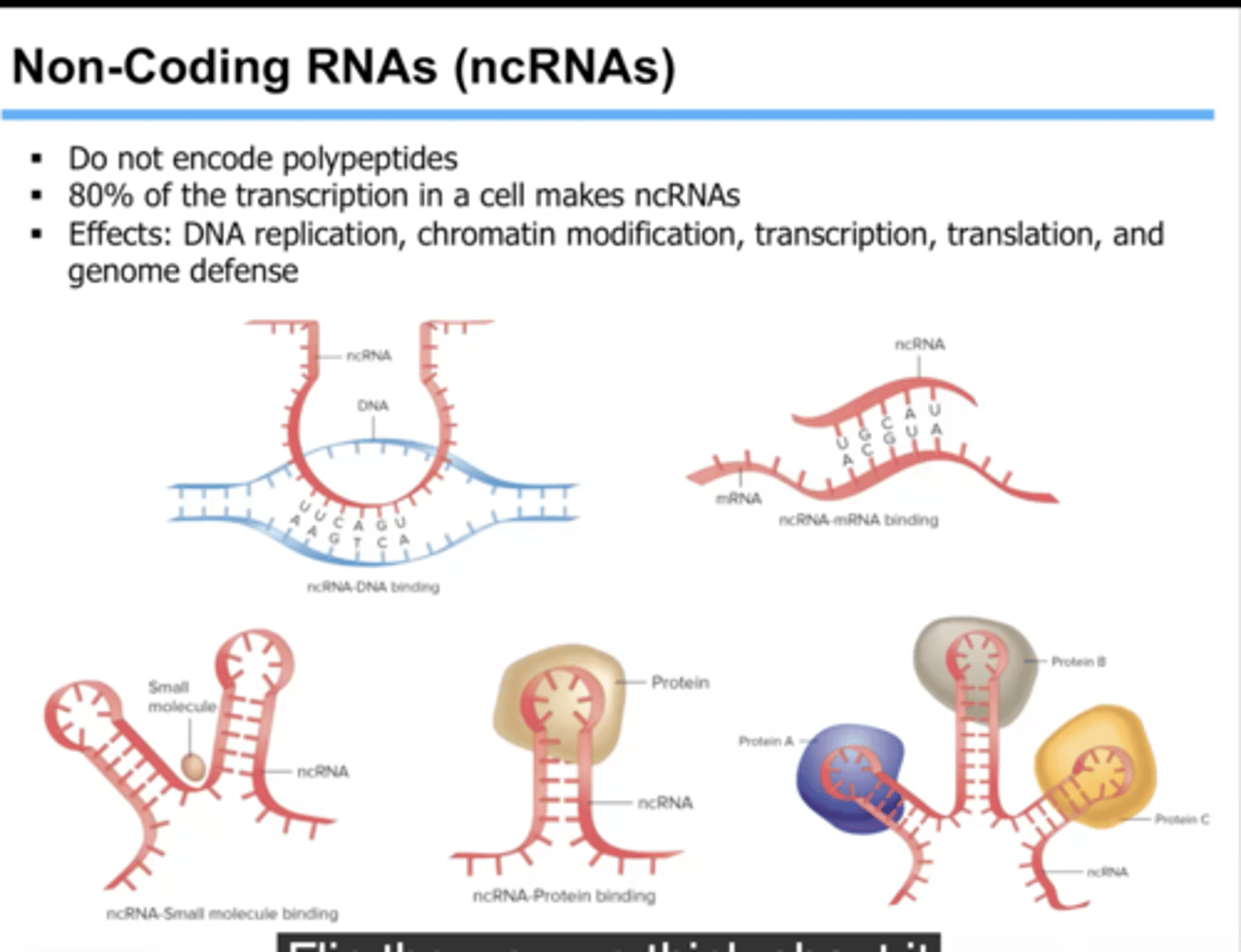 <p>including rRNA, tRNA, microRNAs, long non-coding RNAs (lncRNAs), and other regulatory RNAs</p>