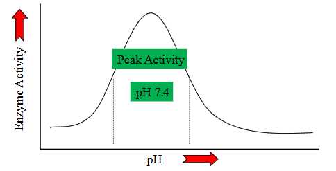 <p>pH effects on Metabolism</p>