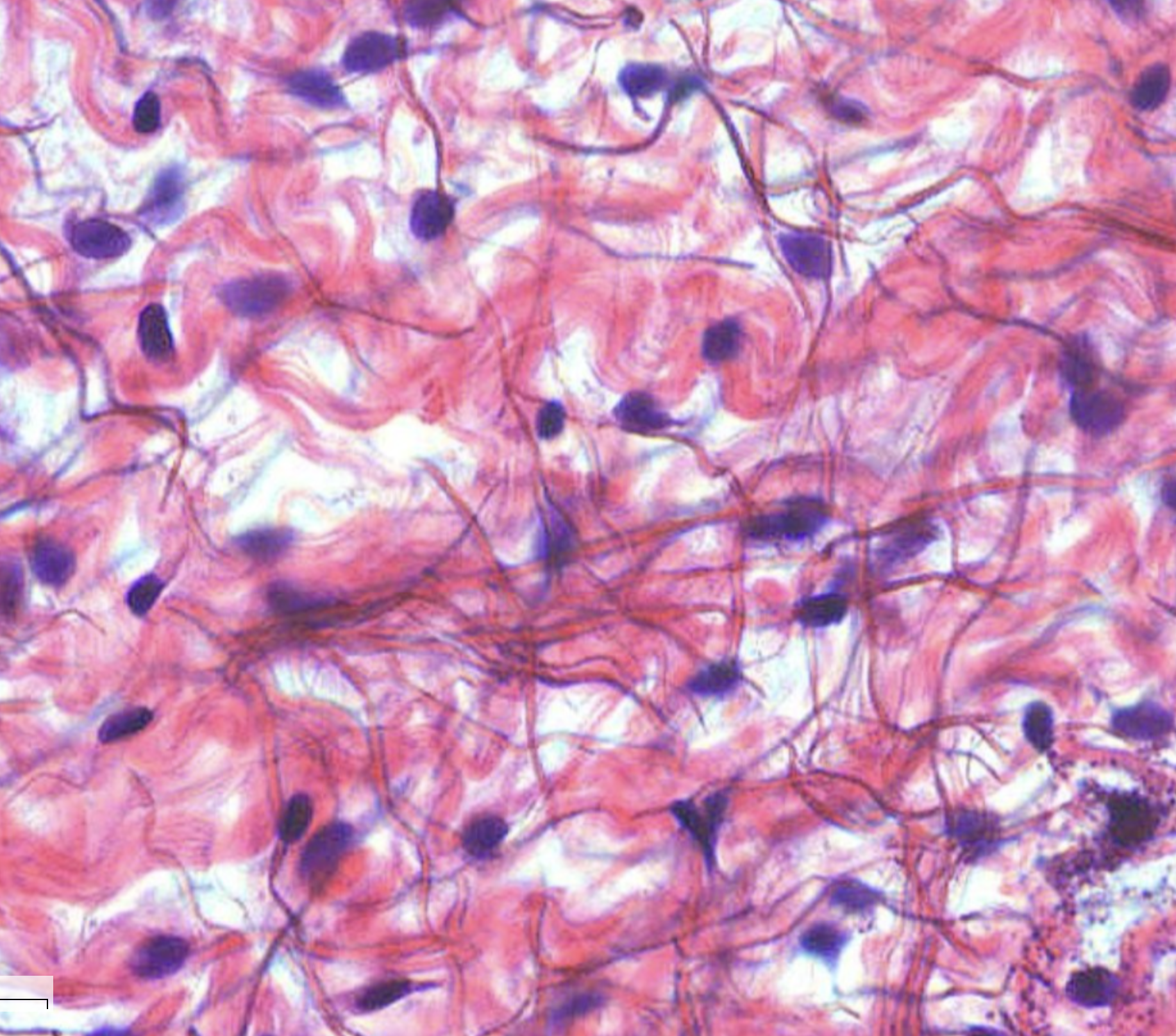 <ol><li><p>What tissue is this?</p></li><li><p>Where can it be found?</p></li><li><p>What is its function?</p></li></ol><p></p>