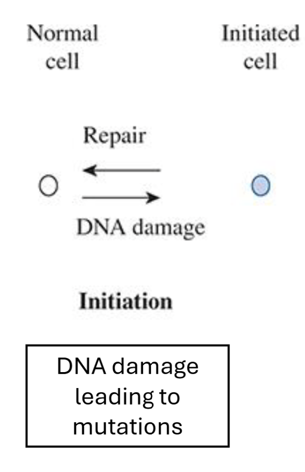 <p>Genotoxic agent modifies DNA → mutation</p><p>Irreversible process, however DNA repair mechanisms can repair</p><p>One cell division is necessary to “lock in” mutation</p>