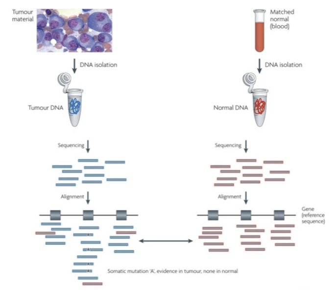<ul><li><p>comparing to person’s own blood instead of reference blood (for detecting somatic mutations)</p></li></ul><p></p>