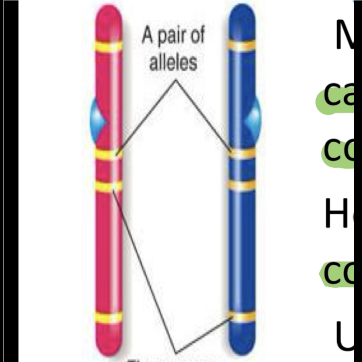 <p>Cromosomas homólogos</p>